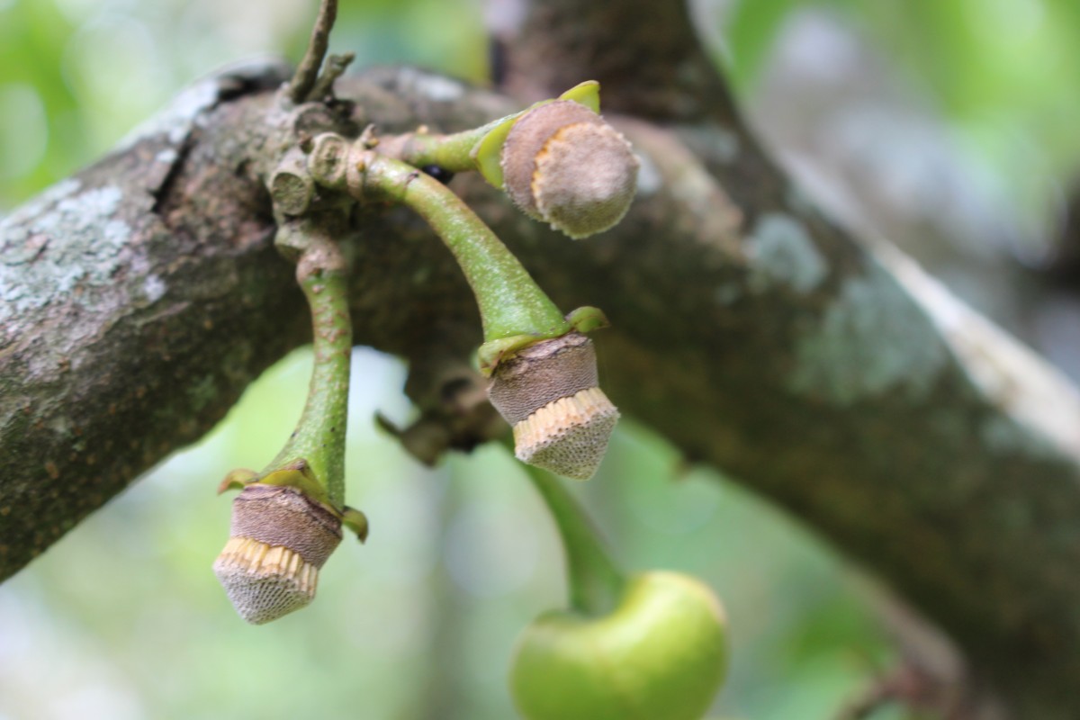 Annona muricata L.